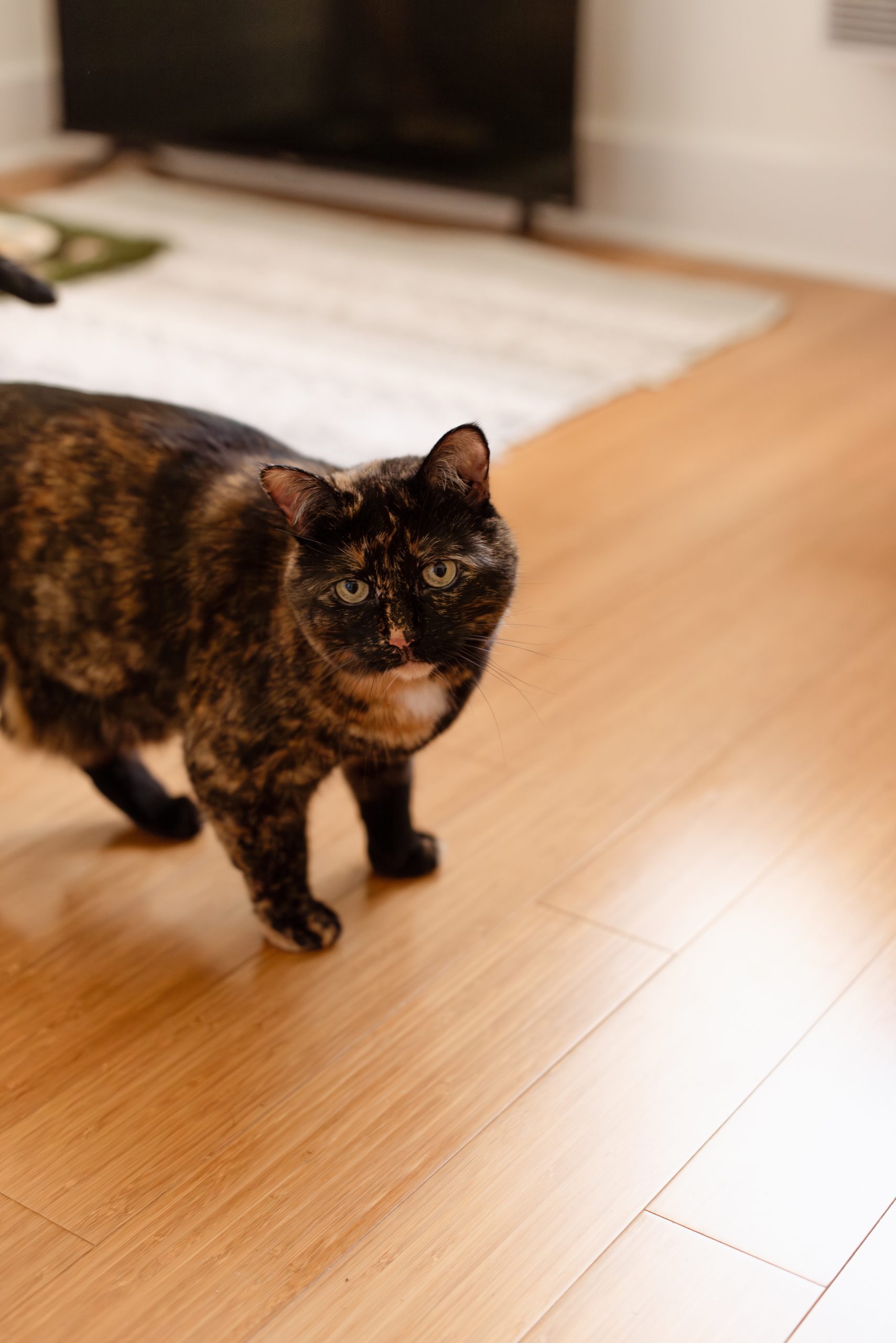 maternité, lifestyle, famille, Montreal, photographe